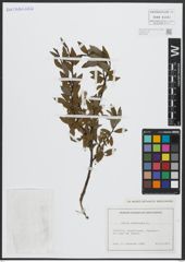 Foto von Salix arbuscula L.